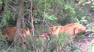 Two lionesses feasting from a warthog [upl. by Yuu]