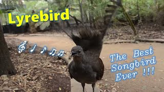 Lyrebird The Best Songbird Ever [upl. by Eisnil]