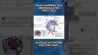 What Happens To A Degranulated Mast Cell [upl. by Wadesworth]