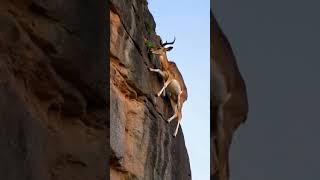 Mountain Goat vertical on a cliff face shorts wildlife [upl. by Ahsineg]