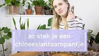 Chinees Lantaarn plantje Ceropegia stekken  Super Groene Vingers [upl. by Emiline]