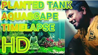 AQUASCAPING Timelapse 2nd MONTH update [upl. by Aretse]