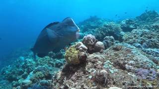 Feeding humphead parrotfish [upl. by Kries680]