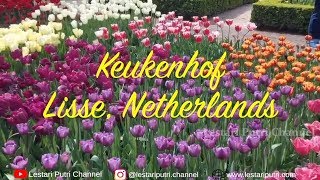 Keukenhof Garden Netherlands  Taman Bunga Tulip di Lisse Belanda  Traveling [upl. by Geerts839]