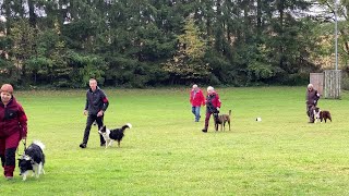 Concours d’obéissance au club canin de Sarreguemines [upl. by Aila]