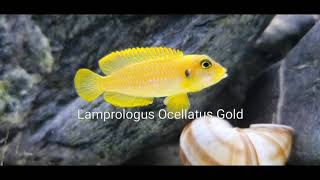 Lamprologus Ocellatus Gold [upl. by Coonan739]