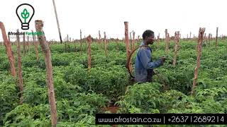 Tomato Farming in rainy season [upl. by Aisital]