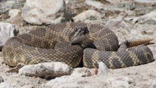 Northern Pacific Rattlesnake Tracker Science on the SPOT [upl. by Lraep]