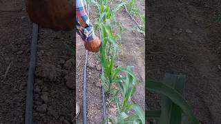 💧🌽Urea en maíz 🌽💧 urea abono maiz elotes [upl. by Annavas]