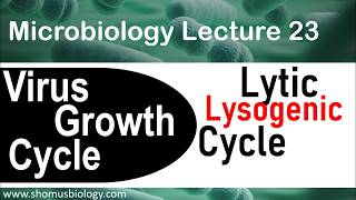 Lytic cycle and lysogenic cycle of bacteriophage  virology lecture 5 [upl. by Occor]