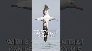 Wandering Albatross  The Largest Flying Bird on Earth shorts [upl. by Aliet]