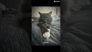 Shimmy Shimmycat funny edit [upl. by Anallise85]