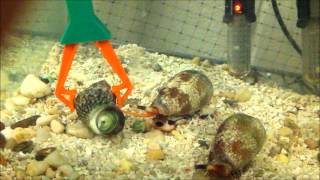 Conus textile hunting a turbo snail [upl. by Ecnerolf]