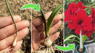 When and How to Transplant Amaryllis Seedlings  Hippeastrum Seedlings Care TipsTurn on CC [upl. by Canty]