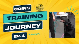 Partners Dog Training Journey  Odin  Ep 1 [upl. by Norreg]