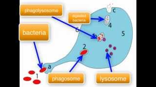 Immunology  Macrophage function part 34 [upl. by Xever]