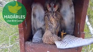 Longeared Owls vs Common Kestrel 2 [upl. by Anawit759]