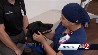 Therapy dog supports local ER staff [upl. by Dihahs253]