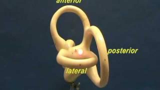 Bony Labyrinth Model  Semicircular Canals [upl. by Dent608]