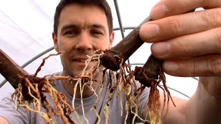 Summer Fig Tree Propagation  Rooting Fig Cuttings in a State of Active Growth [upl. by Lysander]