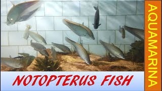 feather back fish  Notopterus fish  bronze back fish in aquarium [upl. by Nylsoj]