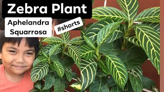 Zebra Plant l Aphelandra Squarrosa shorts [upl. by Vasti]