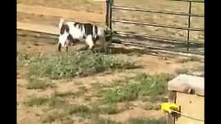 Fainting Goats  Electric Fence [upl. by Ttayh]