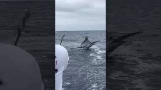 Huge marlin released off Salinas [upl. by Nabru]