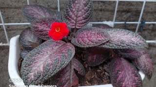 How To Care For Episcia Plant [upl. by Eliezer896]