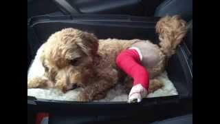 Medial Patellar Luxation  Hanks Surgery Day 01 [upl. by Jamille]