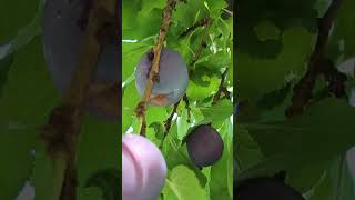 Harvesting Plums 😊😋 [upl. by Channing]