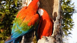 REDANDGREEN MACAW nest ARA CHLOROPTERUS ARARAVERMELHA [upl. by Shalne]