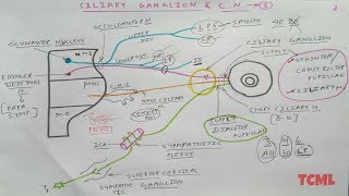 Ciliary Ganglion and Oculomotor Nerve  2  NeuroAnatomy  TCML [upl. by Poler]