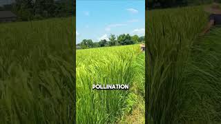 Artificial Pollination of Hybrid Rice [upl. by Husain]