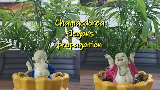 Chamaedorea Elegance  parlour palm  Table palm propagation [upl. by Cower]