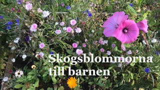 Skogsblommorna till barnen med text  Äldre barnvisa  Text av Elsa Beskow amp musik av Alice Tegnér [upl. by Felizio]