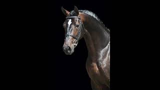 Zapatero VDL  Drumhowan Stud Ireland [upl. by Taryn267]