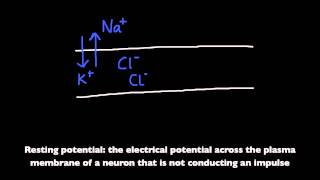 654 Define resting potential and action potential depolarization and repolarization [upl. by Adelle]