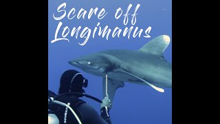 Avoid a shark attack Scare off Longimanus during shark diving at Elphinstone Reef Egypt Red Sea [upl. by Ehud]