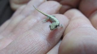 A Quick Guide To Mourning Geckos Lepidodactylus lugubris [upl. by Ahseinaj907]