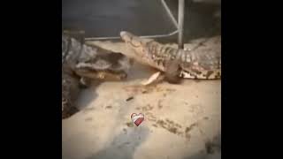 Oh maybe next time Croco viral shortsfunny new prank [upl. by Thissa]