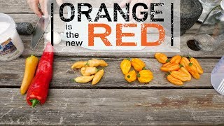 Fermented Hot Sauce Orange is the new Red [upl. by Gnehs]