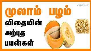 Muskmelon Seeds Benefits  Muskmelon in Tamil  முலாம் பழம் விதை [upl. by Harias]