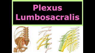 Plexus Lumbosacralis [upl. by Chase870]