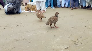 Teetar bird joyingful  Partridge Bird  Pheasant Bird  Eagle Pakistan Bird [upl. by Farrell]