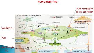 Adrenergic receptors [upl. by Hedi]