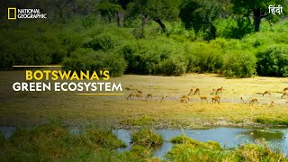 Botswanas Green Ecosystem  Africas Deadliest  Full Episode  S07E01  हिंदी  NatGeoIndia [upl. by Arutek261]