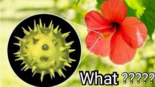 What is Sporopollenin  pollen grain  outer wall of pollen [upl. by Atires]