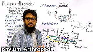 Phylum Arthropoda  General characteristics of phylum Arthropoda  class 11 [upl. by Sad]