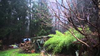 Wetter 09012015  Sturm im Wald mit Regen und Hagel [upl. by Adnolohs830]